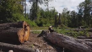 Trusted Longview, TX Tree Removal Experts