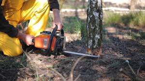 Reliable Longview, TX Tree Removal Solutions