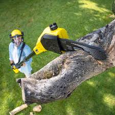 Best Tree Risk Assessment  in Longview, TX