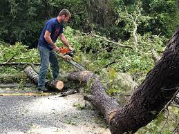 Best Tree Removal  in Longview, TX