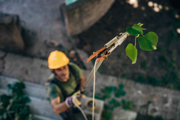 Best Tree Disease Treatment  in Longview, TX
