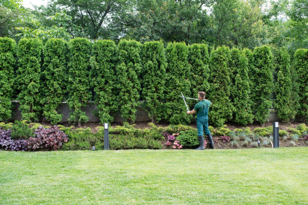 Best Pest Control for Lawns  in Longview, TX