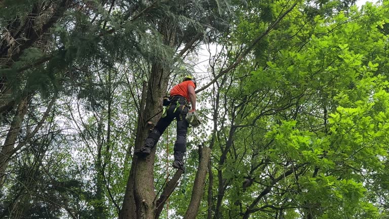 Best Arborist Consultation Services  in Longview, TX