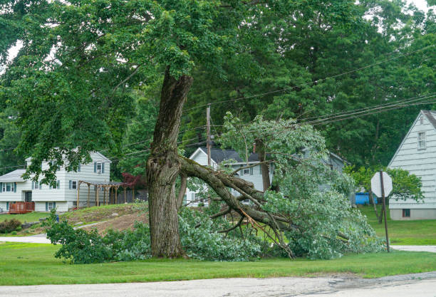 Best Hazardous Tree Removal  in Longview, TX