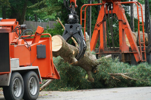 Best Seasonal Cleanup (Spring/Fall)  in Longview, TX