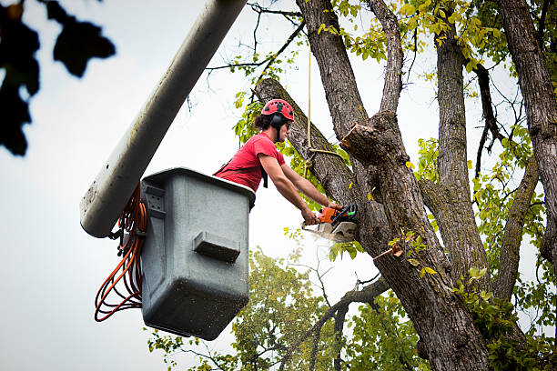 Best Tree Maintenance Programs  in Longview, TX